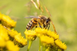 Numărul cazurilor de intoxicare a albinelor va fi redus, grație aplicației BeeProtect